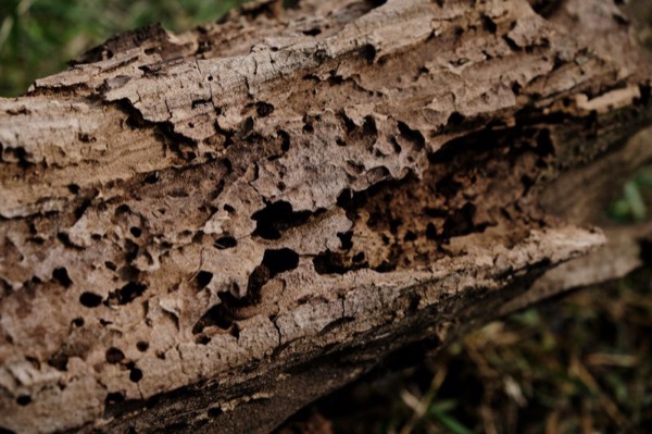 Wood element